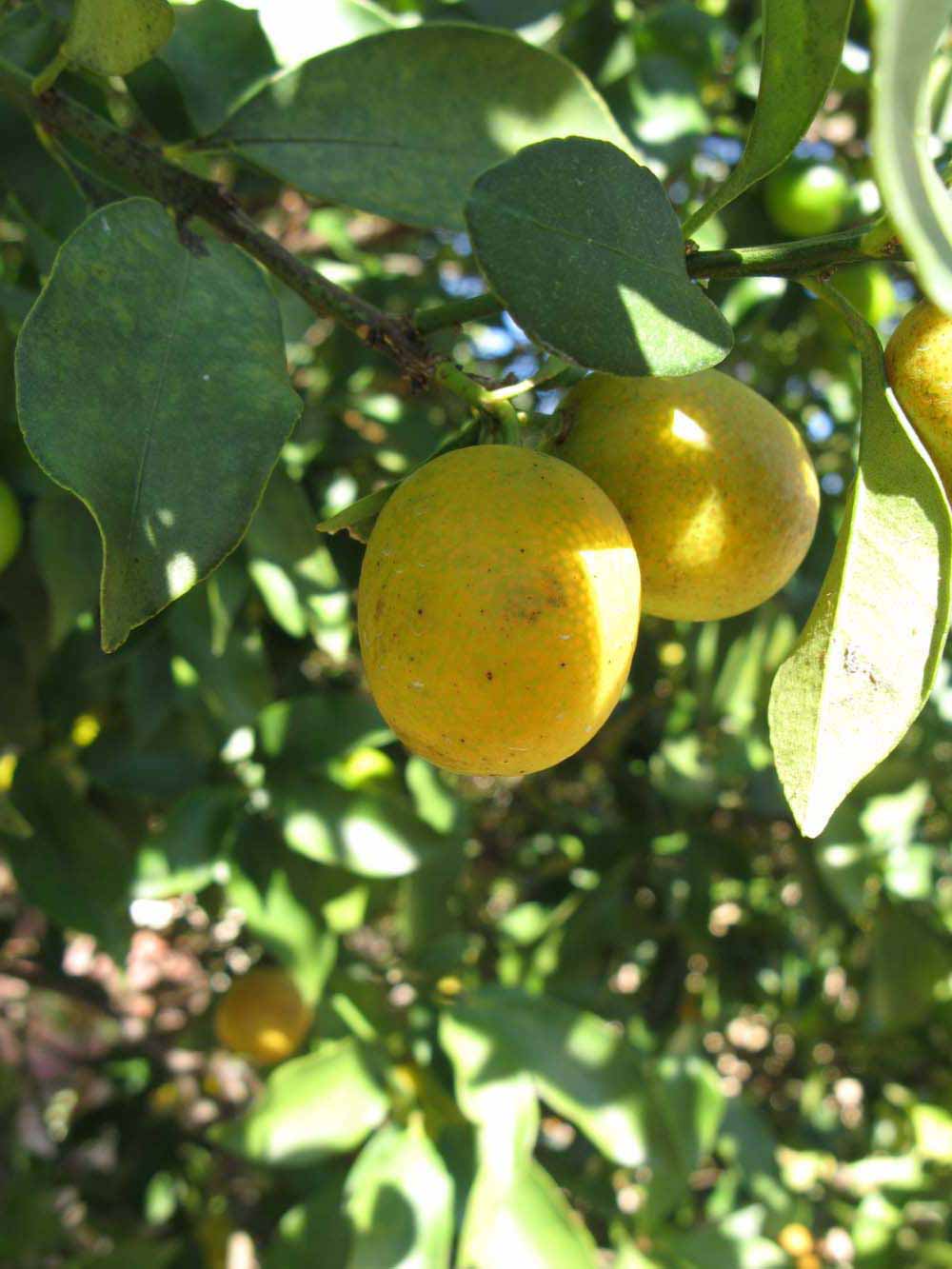              Fruit (Winter Haven, FL)       